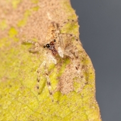 Helpis minitabunda (Threatening jumping spider) at Macgregor, ACT - 3 May 2020 by Roger