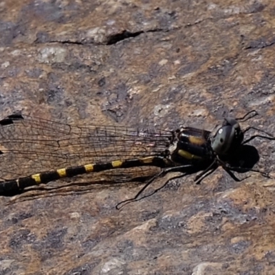 Cordulephya pygmaea (Common Shutwing) at Dunlop, ACT - 3 May 2020 by Kurt