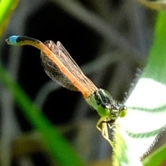 Ischnura aurora (Aurora Bluetail) at Dunlop, ACT - 3 May 2020 by Kurt