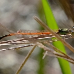 Ischnura aurora at Molonglo River Reserve - 3 May 2020 01:32 PM