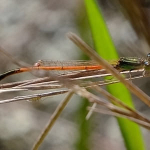 Ischnura aurora at Molonglo River Reserve - 3 May 2020