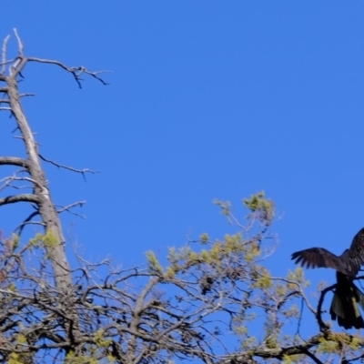 Zanda funerea (Yellow-tailed Black-Cockatoo) at Lower Molonglo - 3 May 2020 by Kurt