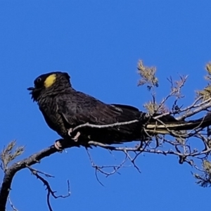 Zanda funerea at Molonglo River Reserve - 3 May 2020 01:40 PM