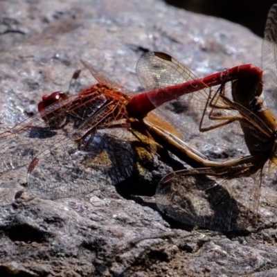 Diplacodes haematodes (Scarlet Percher) at Dunlop, ACT - 3 May 2020 by Kurt