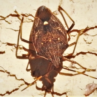 Poecilometis strigatus (Gum Tree Shield Bug) at Wanniassa, ACT - 3 May 2020 by JohnBundock