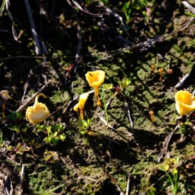 Lichenomphalia chromacea (Yellow Navel) at Dunlop, ACT - 3 May 2020 by Kurt