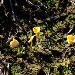 Lichenomphalia chromacea (Yellow Navel) at Molonglo River Reserve - 3 May 2020 by Kurt