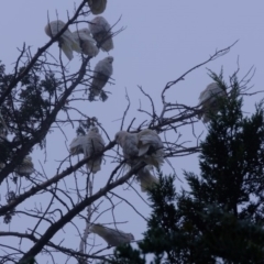 Cacatua sanguinea at Florey, ACT - 25 Apr 2020 08:03 AM