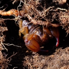 Urodacus manicatus (Black Rock Scorpion) at Lower Molonglo - 3 May 2020 by Kurt