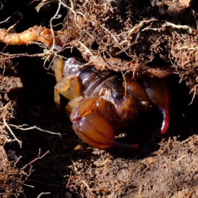 Urodacus manicatus (Black Rock Scorpion) at Lower Molonglo - 3 May 2020 by Kurt