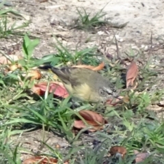 Acanthiza chrysorrhoa (Yellow-rumped Thornbill) at City Renewal Authority Area - 27 Apr 2020 by JanetRussell