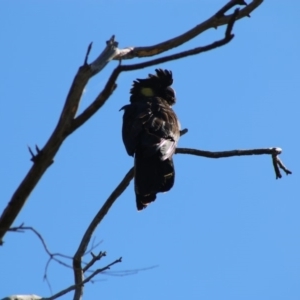 Zanda funerea at Deakin, ACT - 3 May 2020 10:59 AM