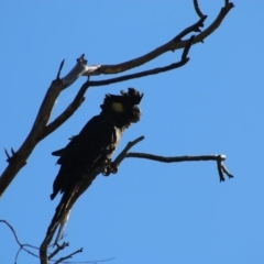 Zanda funerea at Deakin, ACT - 3 May 2020