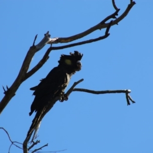 Zanda funerea at Deakin, ACT - 3 May 2020 10:59 AM