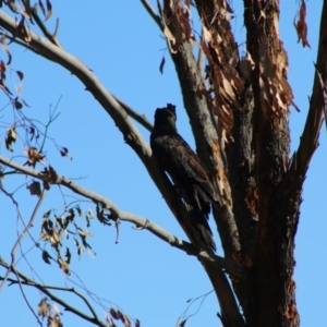 Zanda funerea at Deakin, ACT - 3 May 2020 10:59 AM