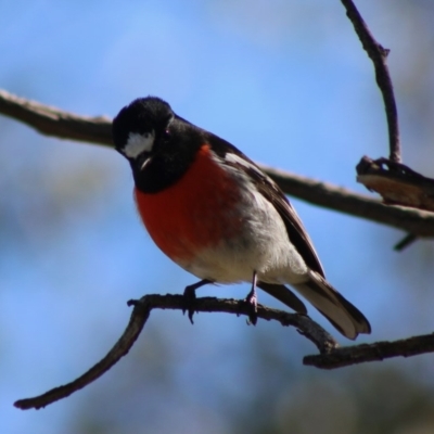 Petroica boodang (Scarlet Robin) at Red Hill Nature Reserve - 3 May 2020 by LisaH