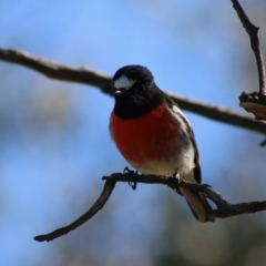 Petroica boodang at Red Hill, ACT - 3 May 2020