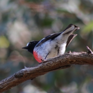 Petroica boodang at Red Hill, ACT - 3 May 2020