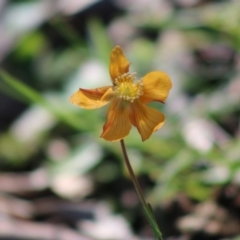 Hypericum gramineum (Small St Johns Wort) at Red Hill Nature Reserve - 3 May 2020 by LisaH