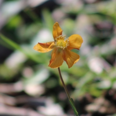 Hypericum gramineum (Small St Johns Wort) at Red Hill Nature Reserve - 3 May 2020 by LisaH