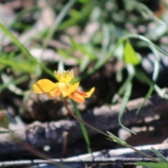 Hypericum gramineum at Red Hill, ACT - 3 May 2020