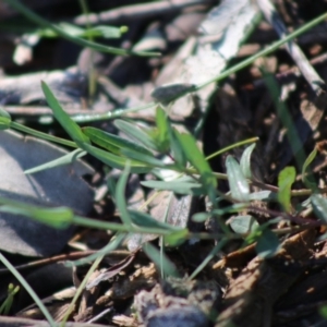 Hypericum gramineum at Red Hill, ACT - 3 May 2020