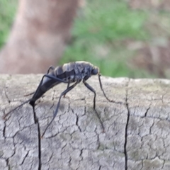 Boreoides subulatus (Wingless Soldier Fly) at Murrumbateman, NSW - 3 May 2020 by SallyandPeter