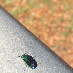 Chrysididae (family) at Murrumbateman, NSW - 3 May 2020