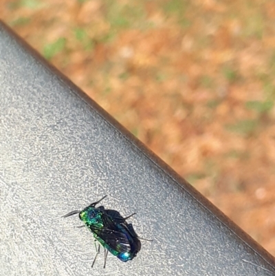 Chrysididae (family) (Cuckoo wasp or Emerald wasp) at Murrumbateman, NSW - 3 May 2020 by SallyandPeter