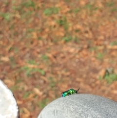 Chrysididae (family) at Murrumbateman, NSW - 3 May 2020