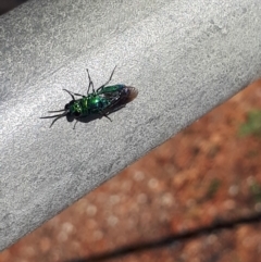 Chrysididae (family) at Murrumbateman, NSW - 3 May 2020 12:10 PM