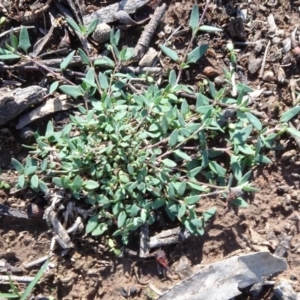 Einadia nutans subsp. nutans at Majura, ACT - 3 May 2020 01:46 PM