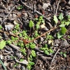 Dysphania pumilio (Small Crumbweed) at Majura, ACT - 3 May 2020 by JanetRussell