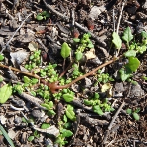 Dysphania pumilio at Majura, ACT - 3 May 2020