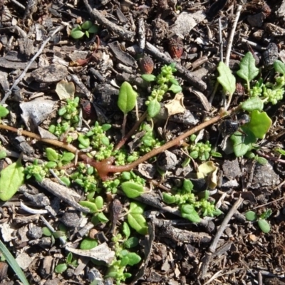 Dysphania pumilio (Small Crumbweed) at Majura, ACT - 3 May 2020 by JanetRussell