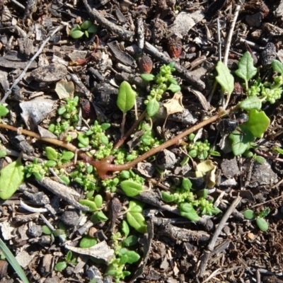 Dysphania pumilio (Small Crumbweed) at Majura, ACT - 3 May 2020 by JanetRussell