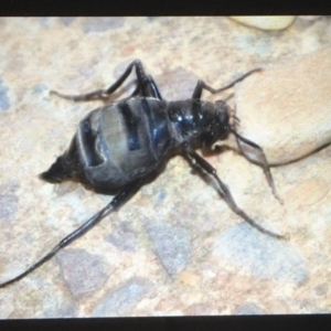 Boreoides subulatus at Flynn, ACT - 3 May 2020