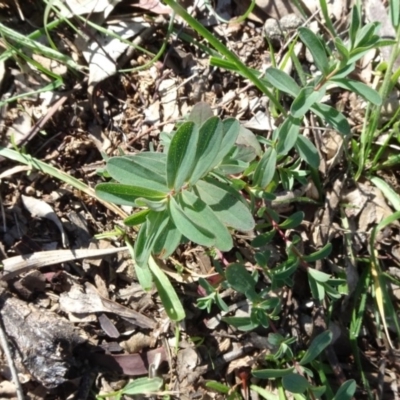 Hypericum perforatum (St John's Wort) at Majura, ACT - 3 May 2020 by JanetRussell