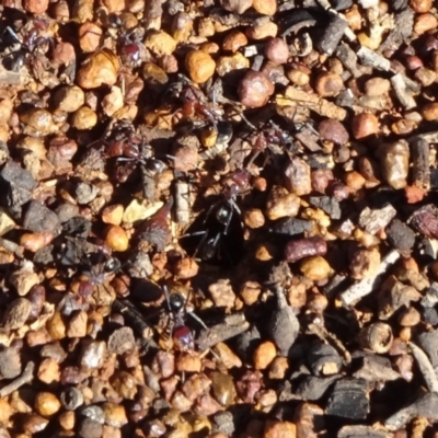 Iridomyrmex purpureus (Meat Ant) at Campbell Park Woodland - 3 May 2020 by JanetRussell