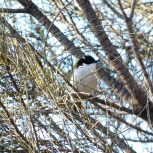 Melithreptus lunatus at Deakin, ACT - 3 May 2020