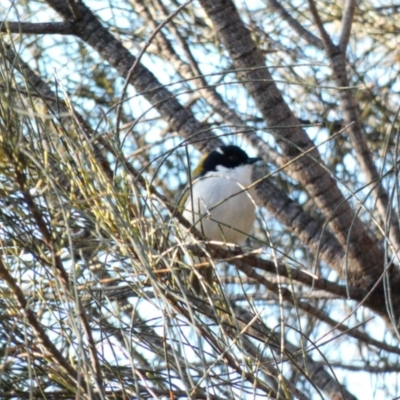 Melithreptus lunatus (White-naped Honeyeater) at Red Hill Nature Reserve - 2 May 2020 by Ct1000