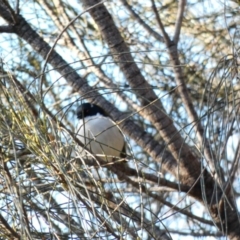 Melithreptus lunatus at Deakin, ACT - 3 May 2020