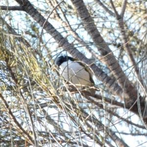 Melithreptus lunatus at Deakin, ACT - 3 May 2020