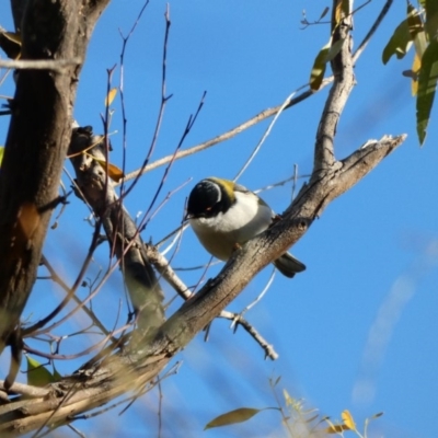 Melithreptus lunatus (White-naped Honeyeater) at Deakin, ACT - 3 May 2020 by TomT