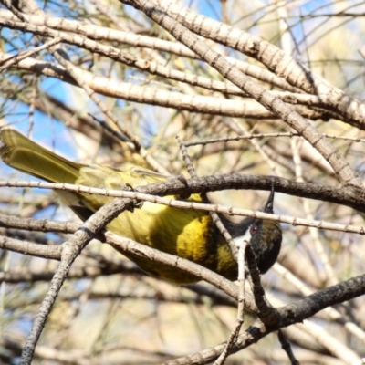 Nesoptilotis leucotis (White-eared Honeyeater) at Red Hill Nature Reserve - 3 May 2020 by TomT