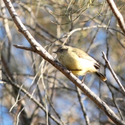 Acanthiza reguloides (Buff-rumped Thornbill) at Red Hill Nature Reserve - 3 May 2020 by TomT