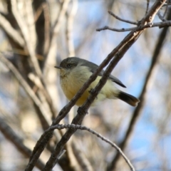 Acanthiza reguloides at Deakin, ACT - 3 May 2020