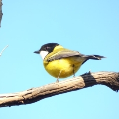 Pachycephala pectoralis at Deakin, ACT - 3 May 2020