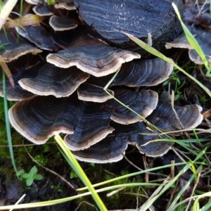 Trametes versicolor at Hall, ACT - 3 May 2020