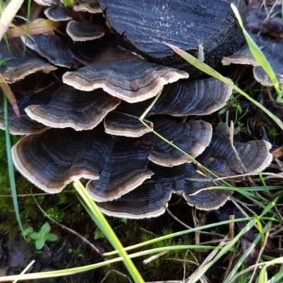 Trametes versicolor (Turkey Tail) at Hall, ACT - 3 May 2020 by trevorpreston